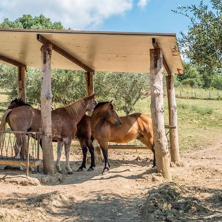 Agriturismo Goccia Di Luna Umbertide Luaran gambar