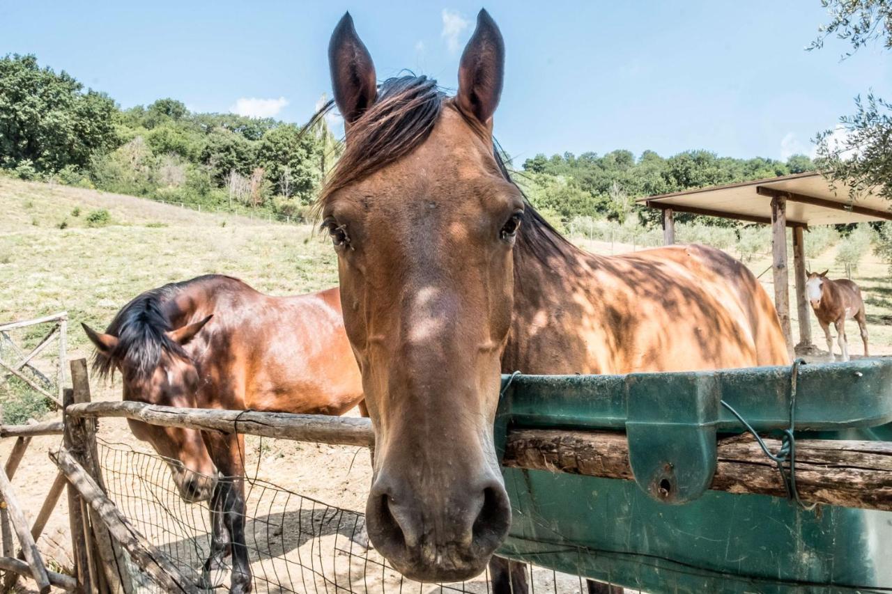 Agriturismo Goccia Di Luna Umbertide Luaran gambar